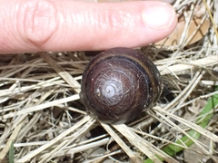 Thersites mitchellae