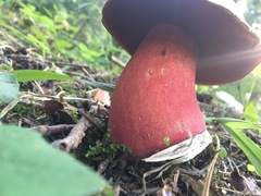 Rubroboletus rubrosanguineus