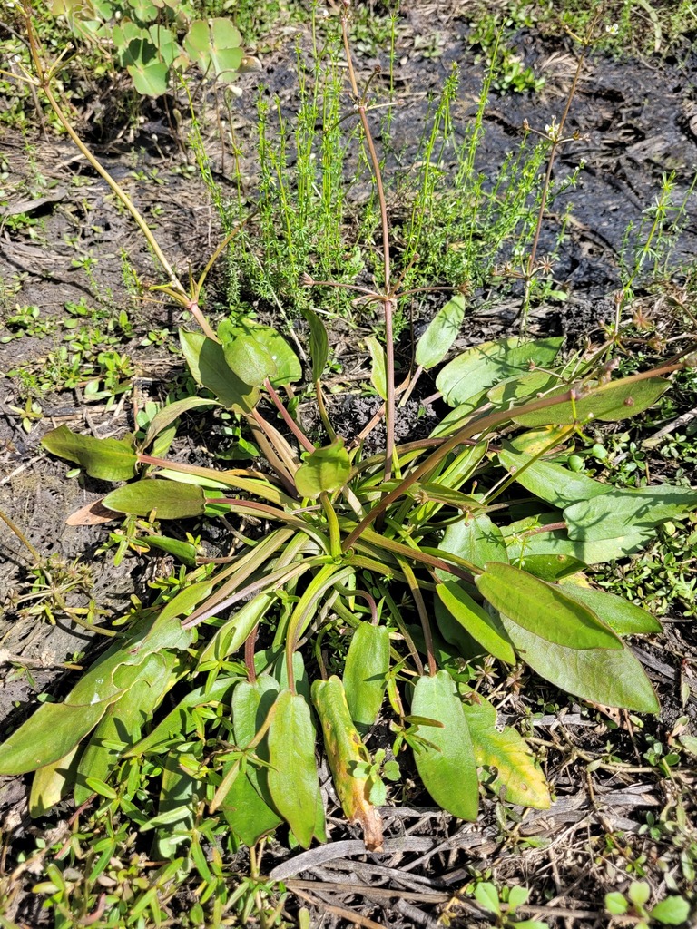 Damasonium minus