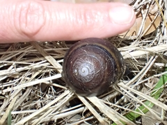 Thersites mitchellae