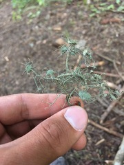 Usnea intermedia