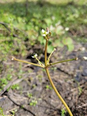 Damasonium minus