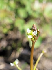 Damasonium minus