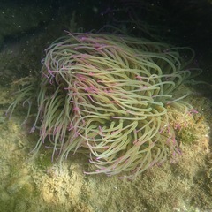 Anemonia viridis