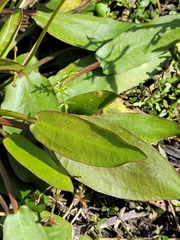 Damasonium minus