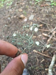Usnea intermedia