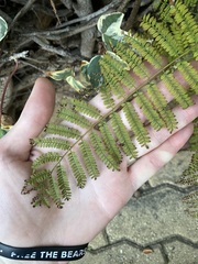Jacaranda mimosifolia