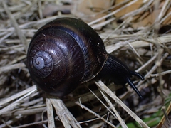 Thersites mitchellae