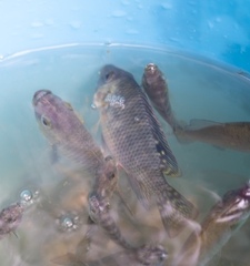 Oreochromis