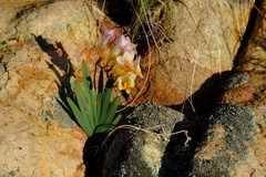 Freesia occidentalis