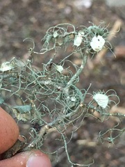 Usnea intermedia
