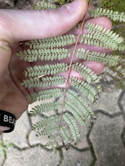 Jacaranda mimosifolia