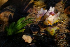 Freesia occidentalis