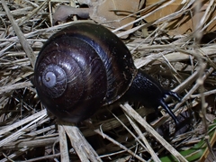 Thersites mitchellae