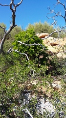 Tylecodon paniculatus