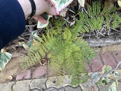 Jacaranda mimosifolia