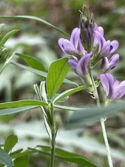 Medicago sativa