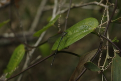 Austroargiolestes icteromelas