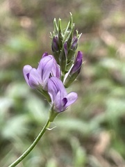 Medicago sativa