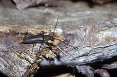 Juiaparus batus batus