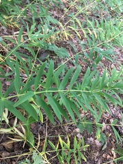 Polygonatum verticillatum