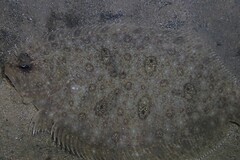 Pseudorhombus jenynsii