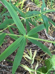Polygonatum verticillatum