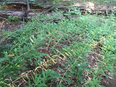 Polygonatum verticillatum