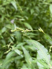 Persicaria hydropiper