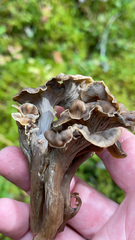 Craterellus