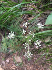 Lomatocarum alpinum