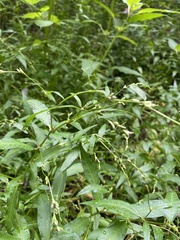 Persicaria hydropiper