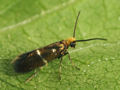 Micropterix aruncella