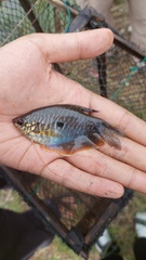 Trichopodus trichopterus