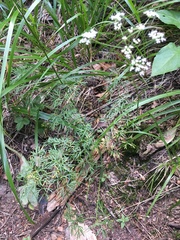 Lomatocarum alpinum