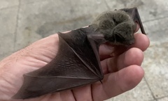 Chiroptera