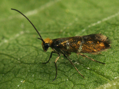 Micropterix aruncella