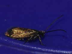 Micropterix calthella