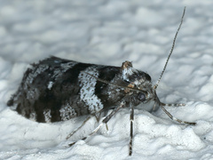 Lepidoscia heliochares