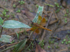 Brachythemis contaminata