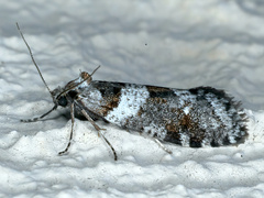Lepidoscia heliochares