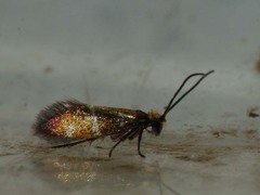 Micropterix aruncella