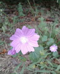 Malva neglecta