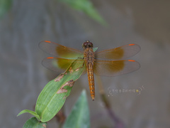 Brachythemis contaminata