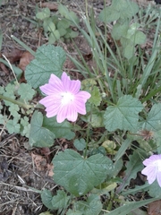 Malva neglecta