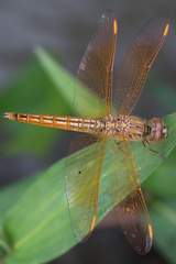 Brachythemis contaminata