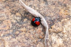 Harmonia axyridis