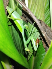 Hierodula membranacea