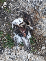 Charadriiformes
