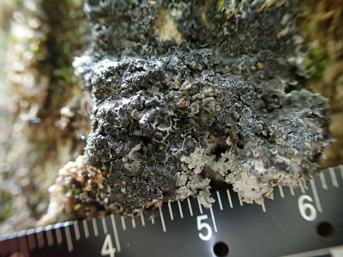 Pannariaceae image